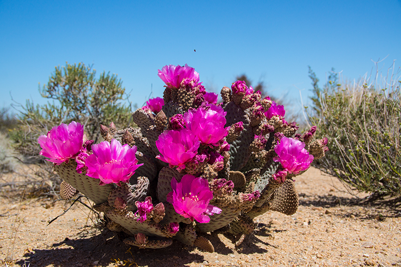 Kaktus in Pink