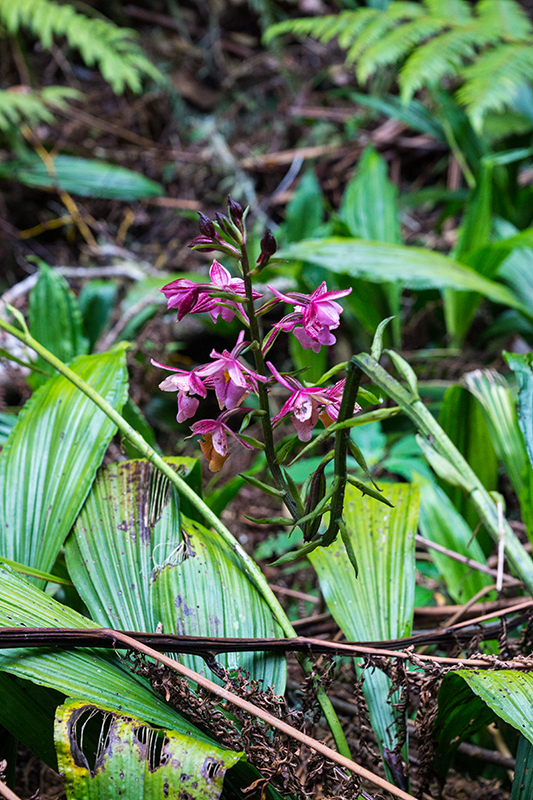 Orchideen im Foret de Belouve